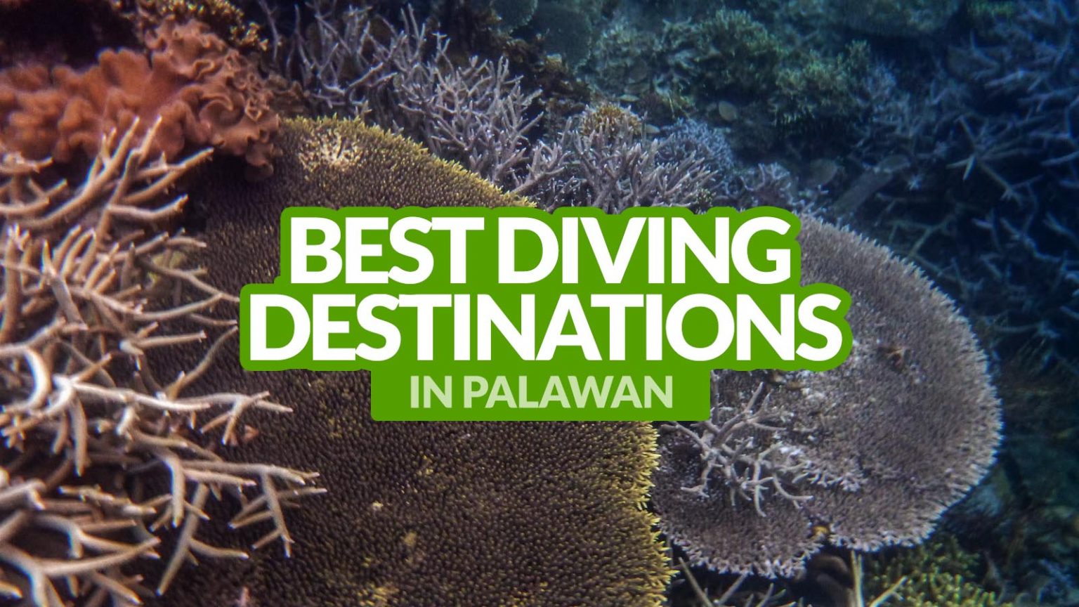 Best Diving Sites in Palawan — Palawan Island